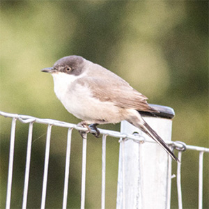 Eastern Orphean Warbler